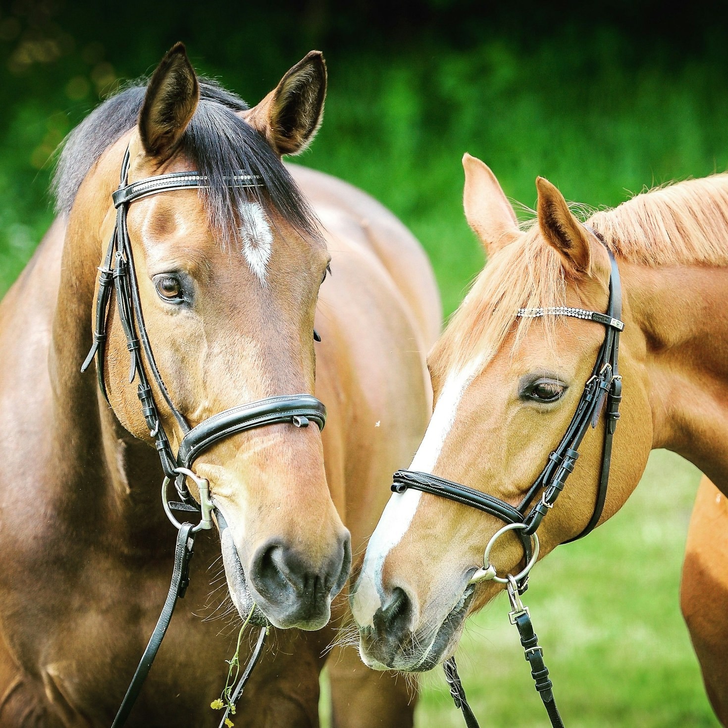 Natural Horsemanship: What It Means for Us and Horses