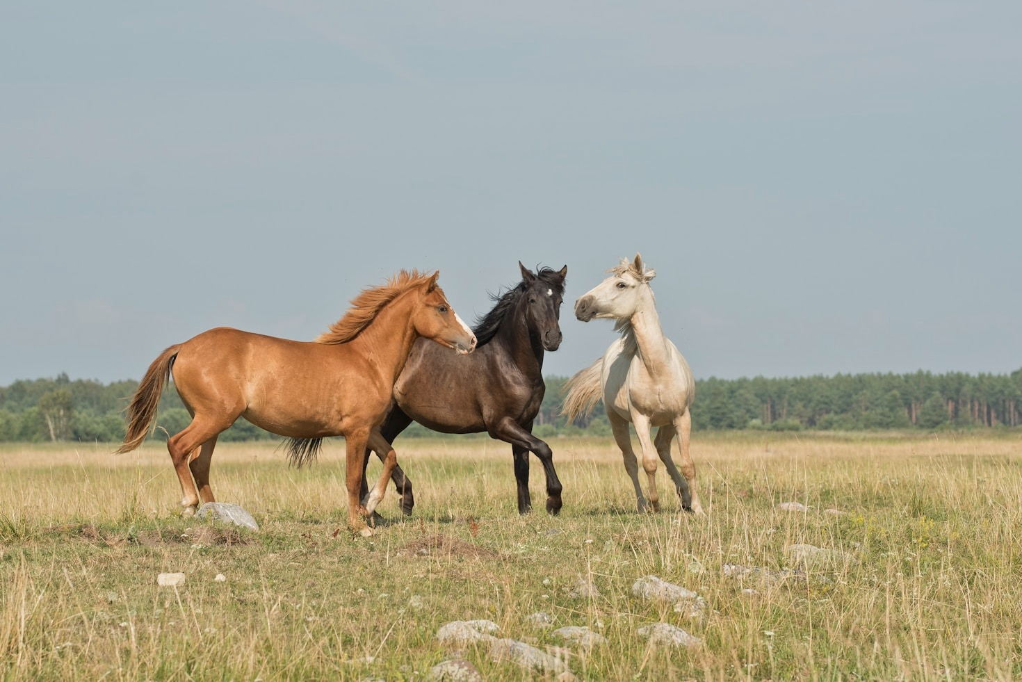Gentle Training Techniques That Transform Equine Relationships