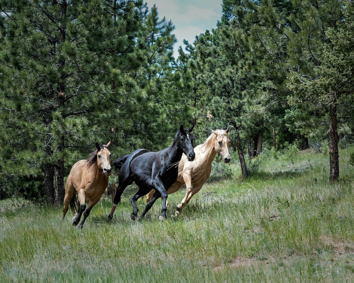 Stories from the Sanctuary: Horses Finding Hope