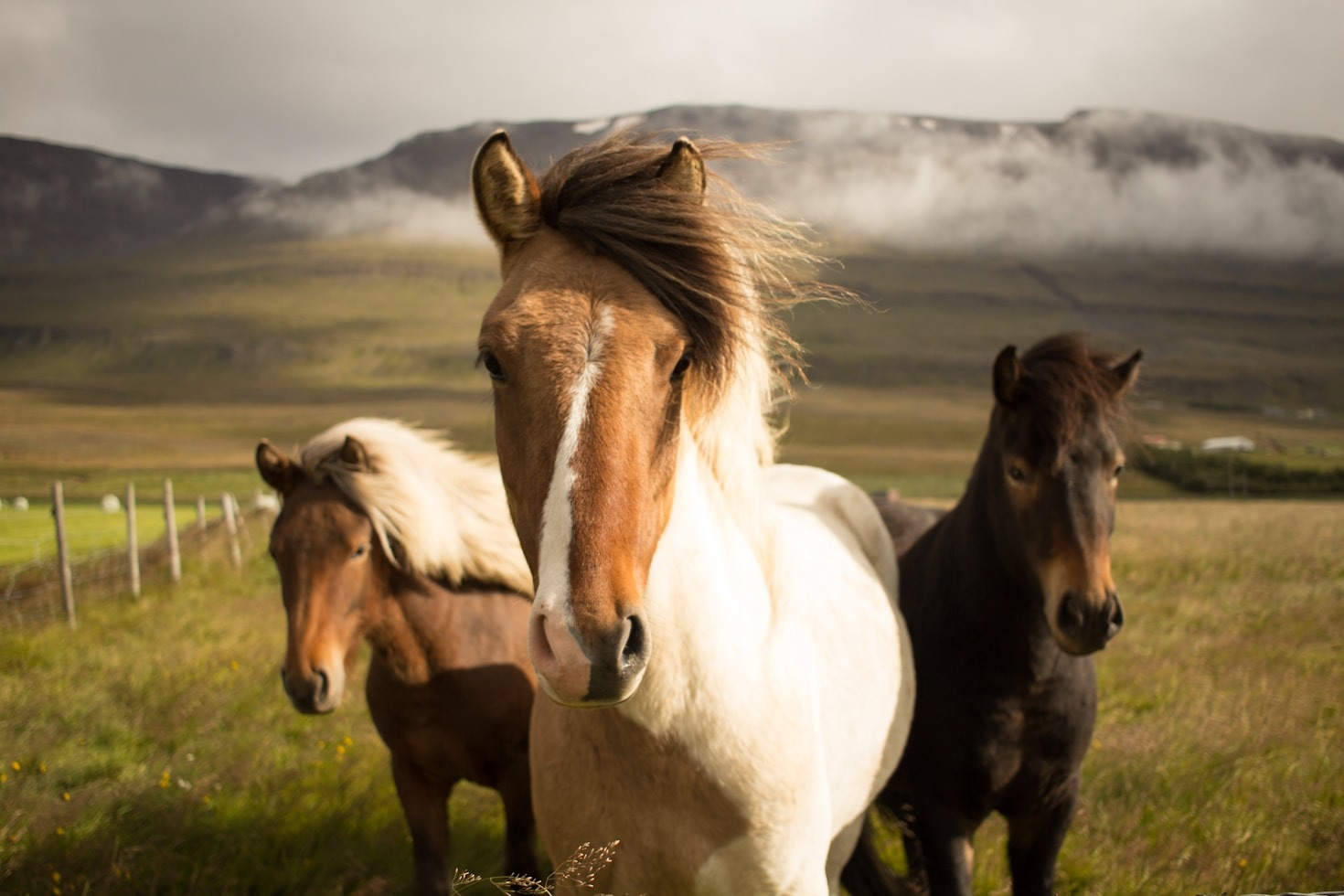 Creating an Equine Haven: Insights from the Ranch